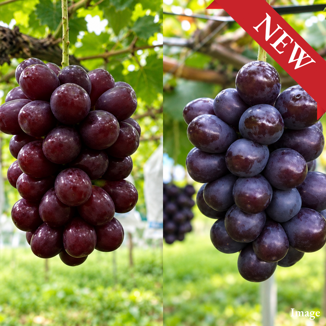 [Valued Members Only] 2 bunches "Muscat Noir Black Muscat" – An Exclusive Japanese Black Grape with Rich Sweetness and Elegant Muscat Aroma, 700g - TFD (Tokyo Fresh Direct)