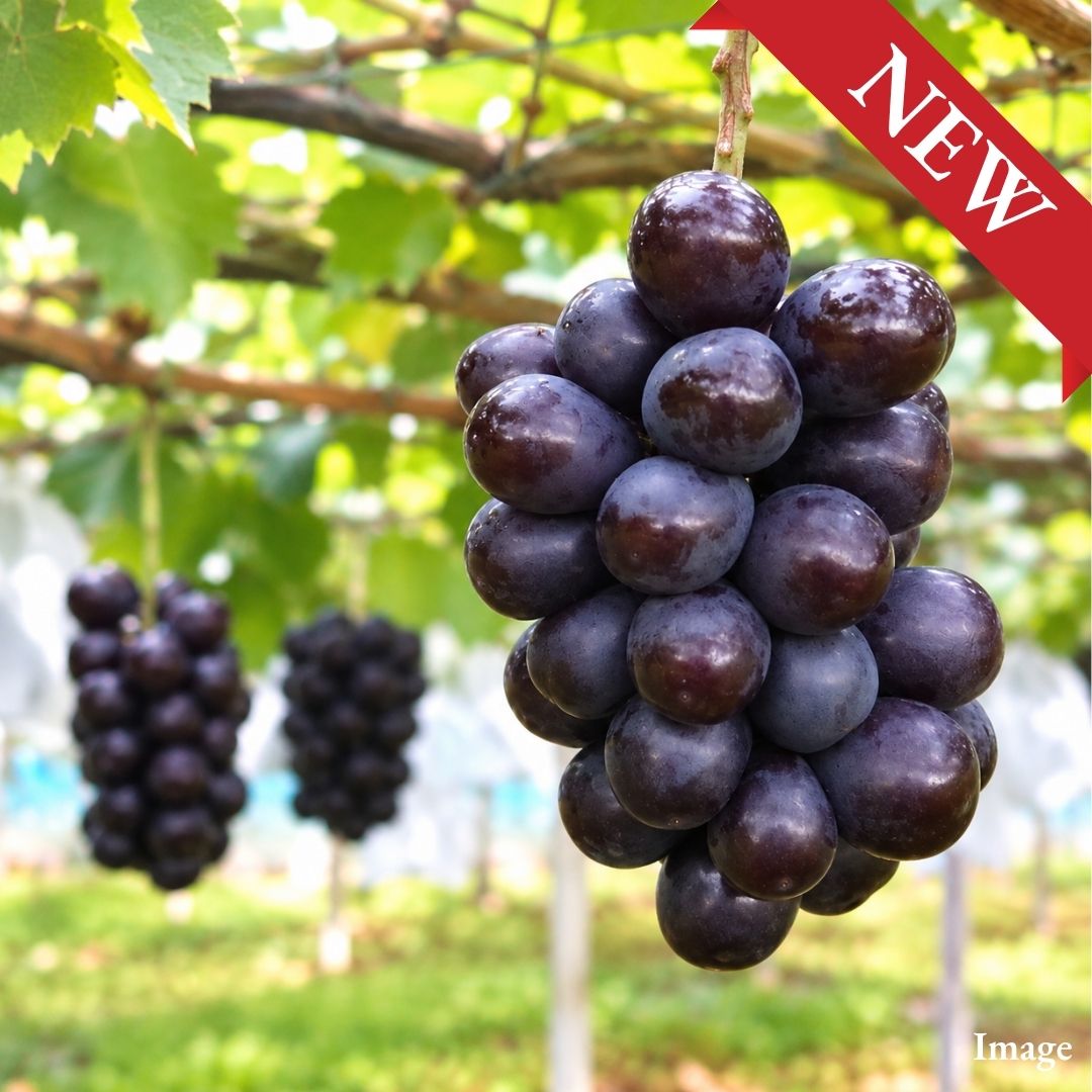 [Valued Members Only] "Muscat Noir" Black Muscat – An Exclusive Japanese Black Grape with Rich Sweetness and Elegant Muscat Aroma, 350g | Delivery: 16th-24th Oct - TFD (Tokyo Fresh Direct)