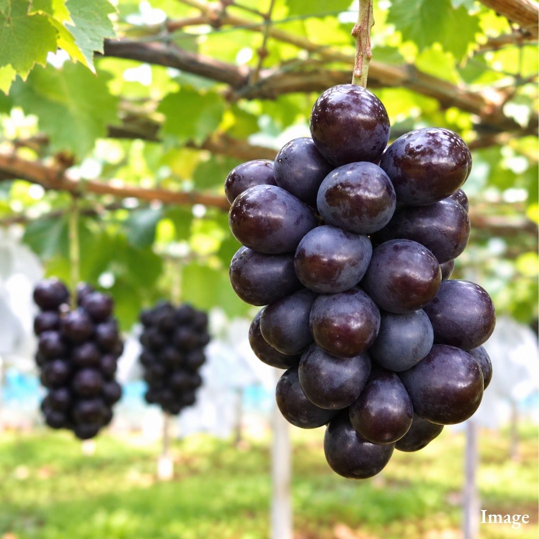 [Valued Members Only] "Muscat Noir" Black Muscat – An Exclusive Japanese Black Grape with Rich Sweetness and Elegant Muscat Aroma, 350g | Delivery: 16th-24th Oct - TFD (Tokyo Fresh Direct)
