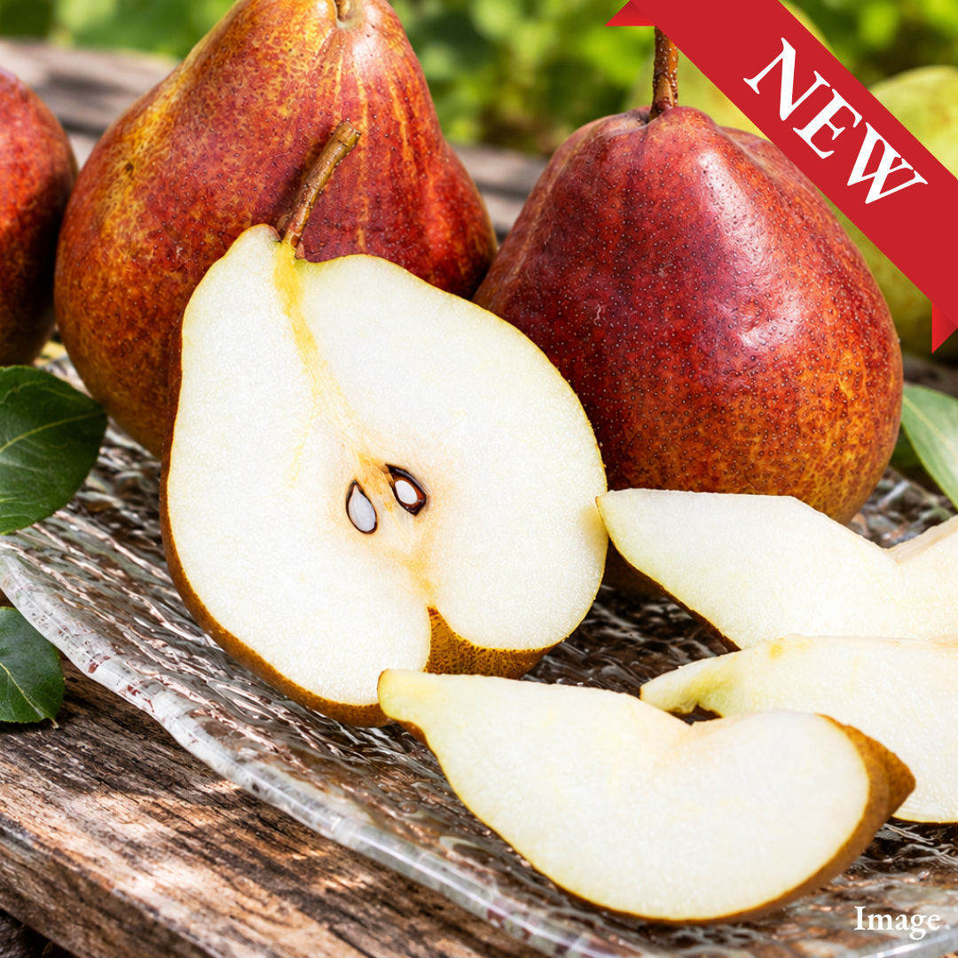 [Valued Members Only] Premium Regal Red Comice Pear from Yamagata 2pcs – A Luxurious Red Pear with Rich Sweetness & Melting Texture - TFD (Tokyo Fresh Direct)