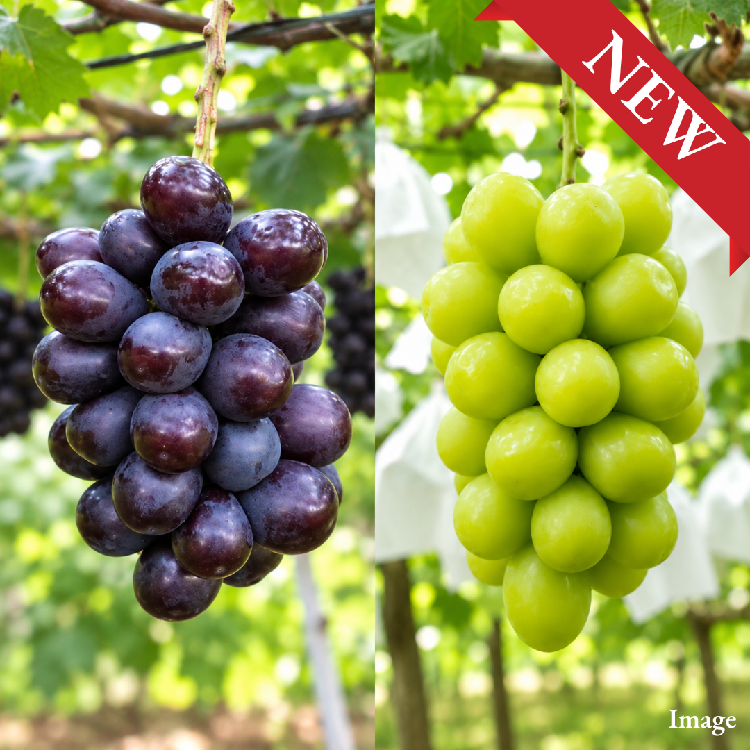 [Valued Members Only] "Shine Muscat & Muscat Noir" – Exclusive Japanese Green & Black Muscat Grape Set, Two Distinct Flavors in One Premium Selection (2 Bunches / Approx. 700g) | Delivery: 16th-24th Oct - TFD (Tokyo Fresh Direct)