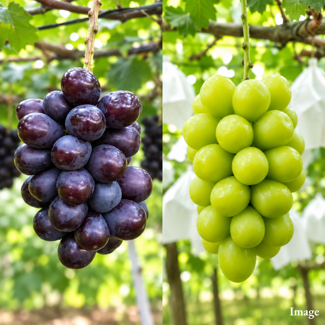 [Valued Members Only] "Shine Muscat & Muscat Noir" – Exclusive Japanese Green & Black Muscat Grape Set, Two Distinct Flavors in One Premium Selection (2 Bunches / Approx. 700g) | Delivery: 16th-24th Oct - TFD (Tokyo Fresh Direct)