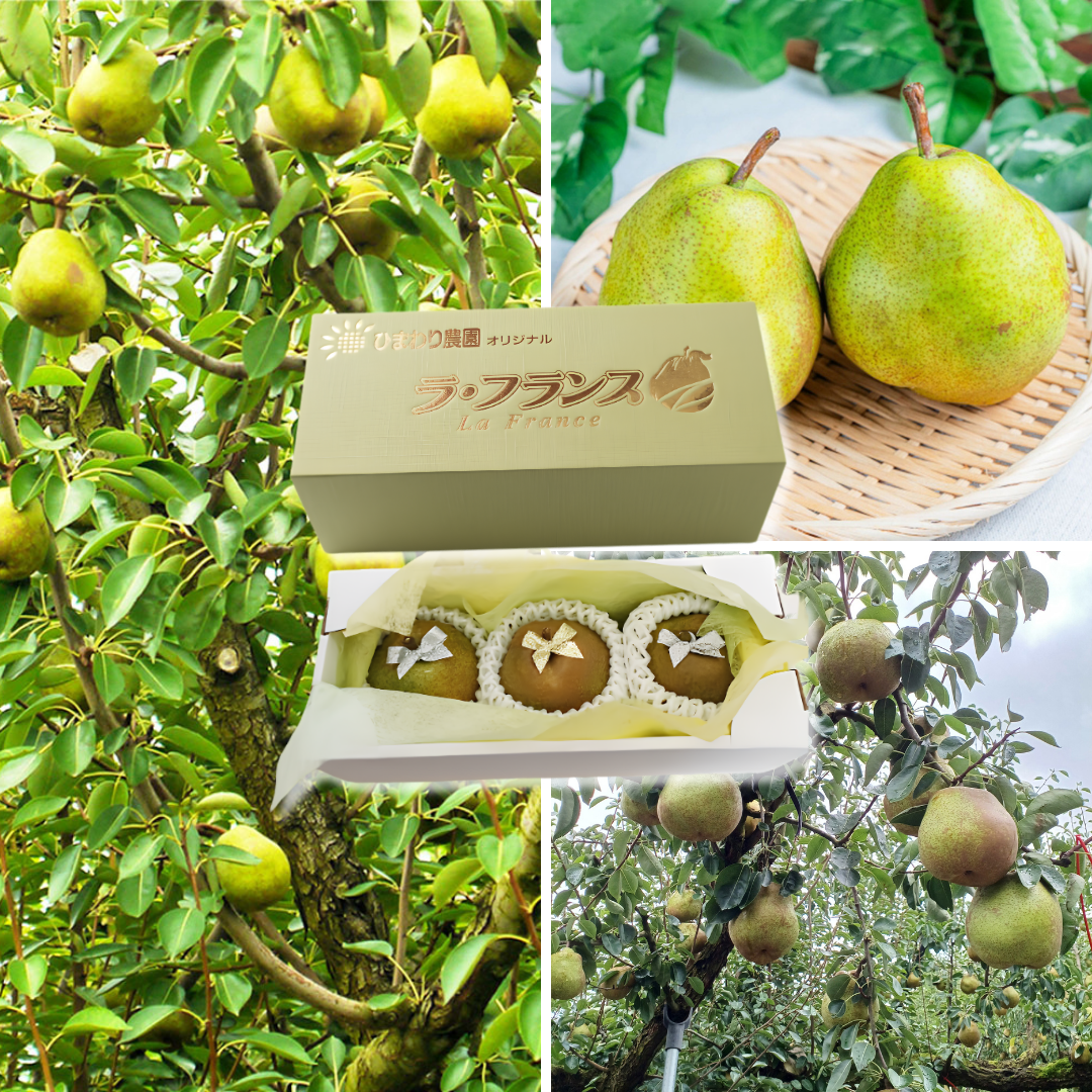 [Valued Members Only] "Yamagata La France (Giftbox/6L-size/Rare)", An Exceptionally Rare Size. An Extraordinary Gift, Approx.1.5kg(3pcs) | Delivery: 6th~7th Nov - TFD (Tokyo Fresh Direct)