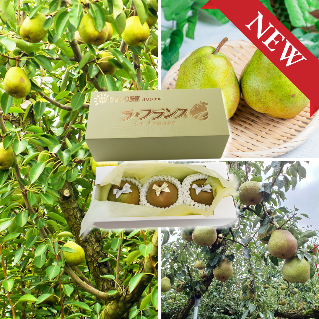 [Valued Members Only] "Yamagata La France (Giftbox/6L-size/Rare)", An Exceptionally Rare Size. An Extraordinary Gift, Approx.1.5kg(3pcs) | Delivery: 6th~7th Nov - TFD (Tokyo Fresh Direct)