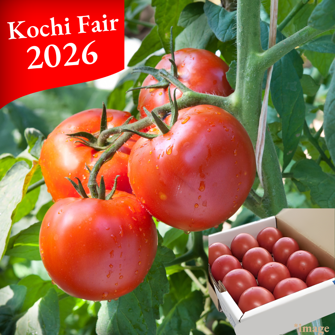 "Verde (7° Brix Sugar Tomato), Fruits Tomato from Kochi, Approx.800g(12 - 13pcs) - Tokyo Fresh Direct