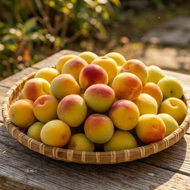 Wakayama Premium Ripe Nanko Ume | Rich Aroma & Ultra - Soft Flesh | Ideal for Jam, Syrup & Desserts | Seasonal Luxury Fruit | Approx. 1kg | Delivery: 3rd July–13th July - TFD (Tokyo Fresh Direct)