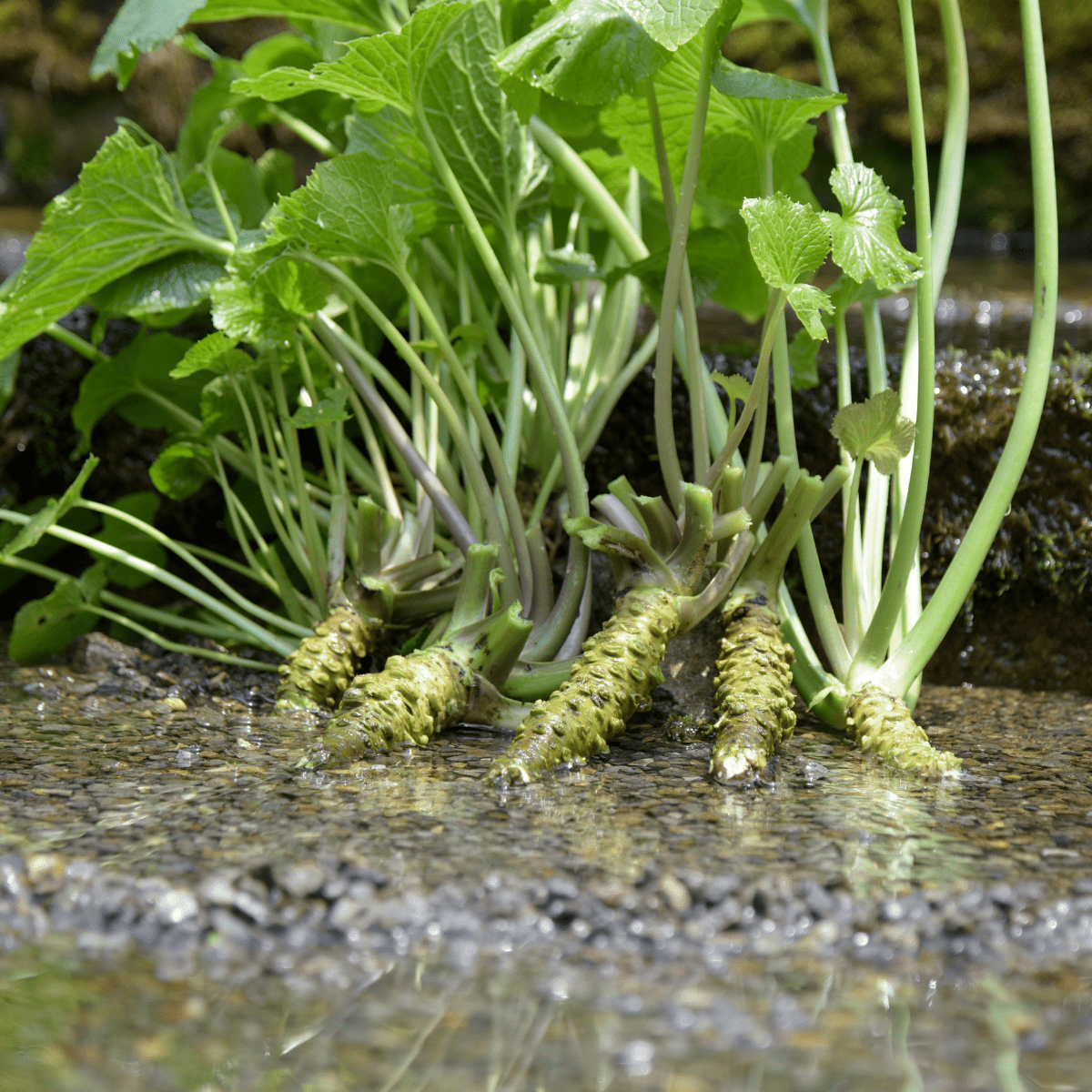 WASABIYA Savory Wasabi & Seaweed Sprinkle - Tokyo Fresh Direct