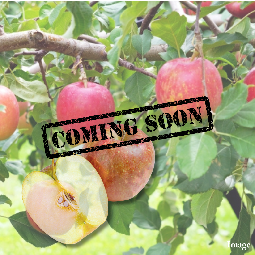 “Wase Fuji (M-size/High Grade)”, The Beloved Taste of Fuji, Arriving Early, Approx.600g(2pcs) | Delivery: 6th~7th Nov - TFD (Tokyo Fresh Direct)