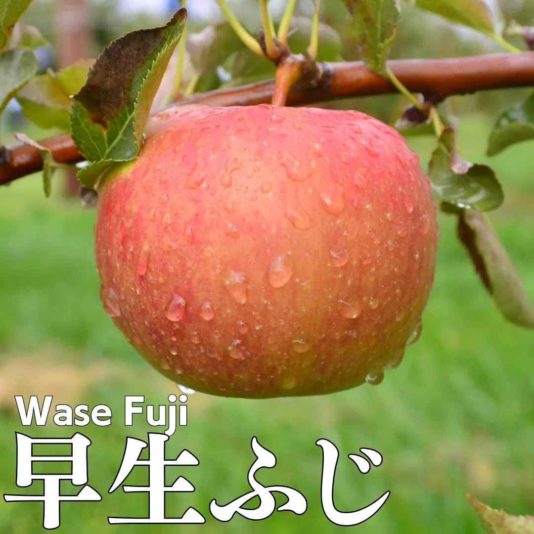 Wase Fuji (Top Grade)"approx.600g/2pc, High - sugar content apples with honey from Aomori [Delivery between 15th~16th Nov] - Tokyo Fresh Direct