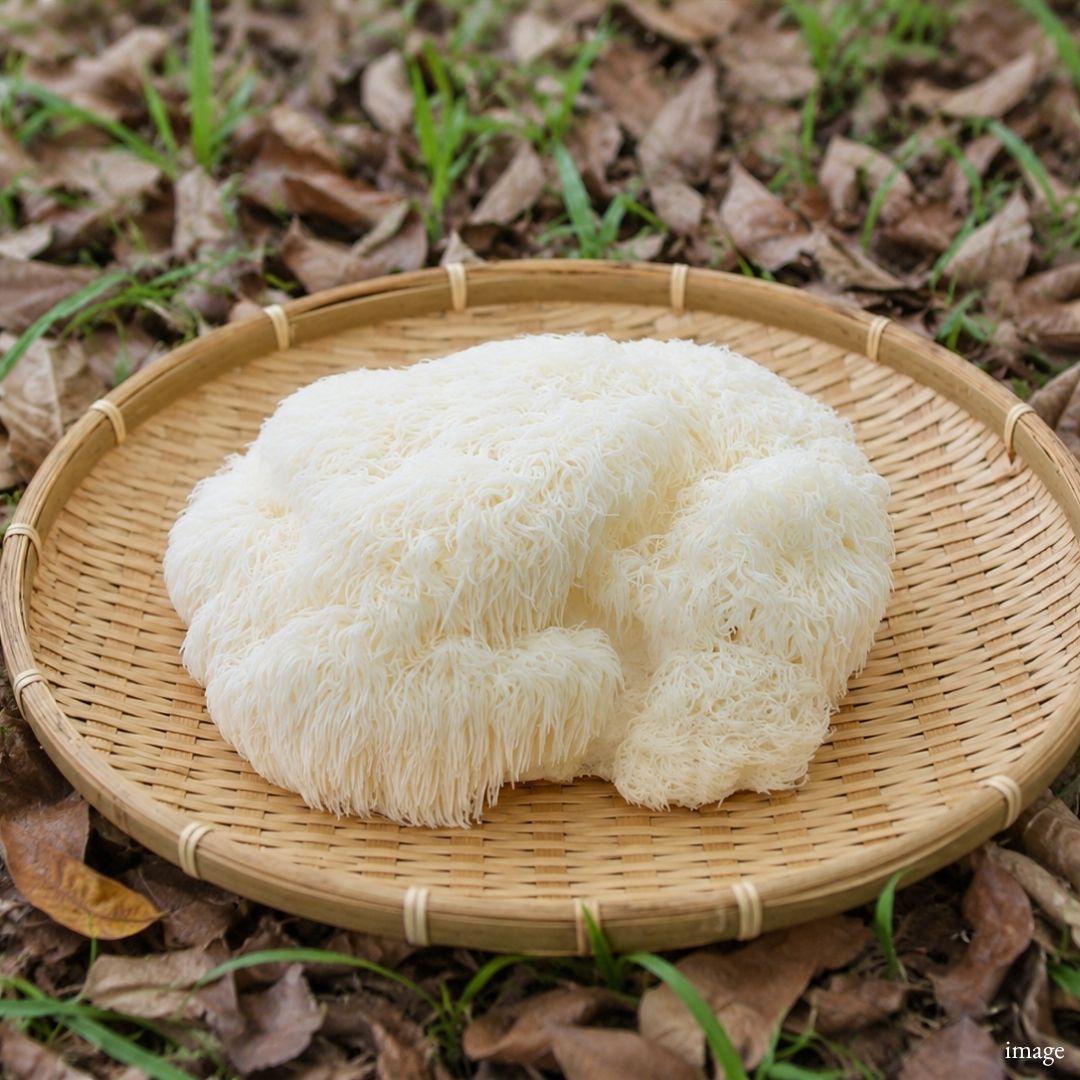 Yamabushitake (Lion’s Mane Mushroom), 100g / 1 Pack, [Nagano Fair 2026] | Delivery: 18th–19th Sep - TFD (Tokyo Fresh Direct)
