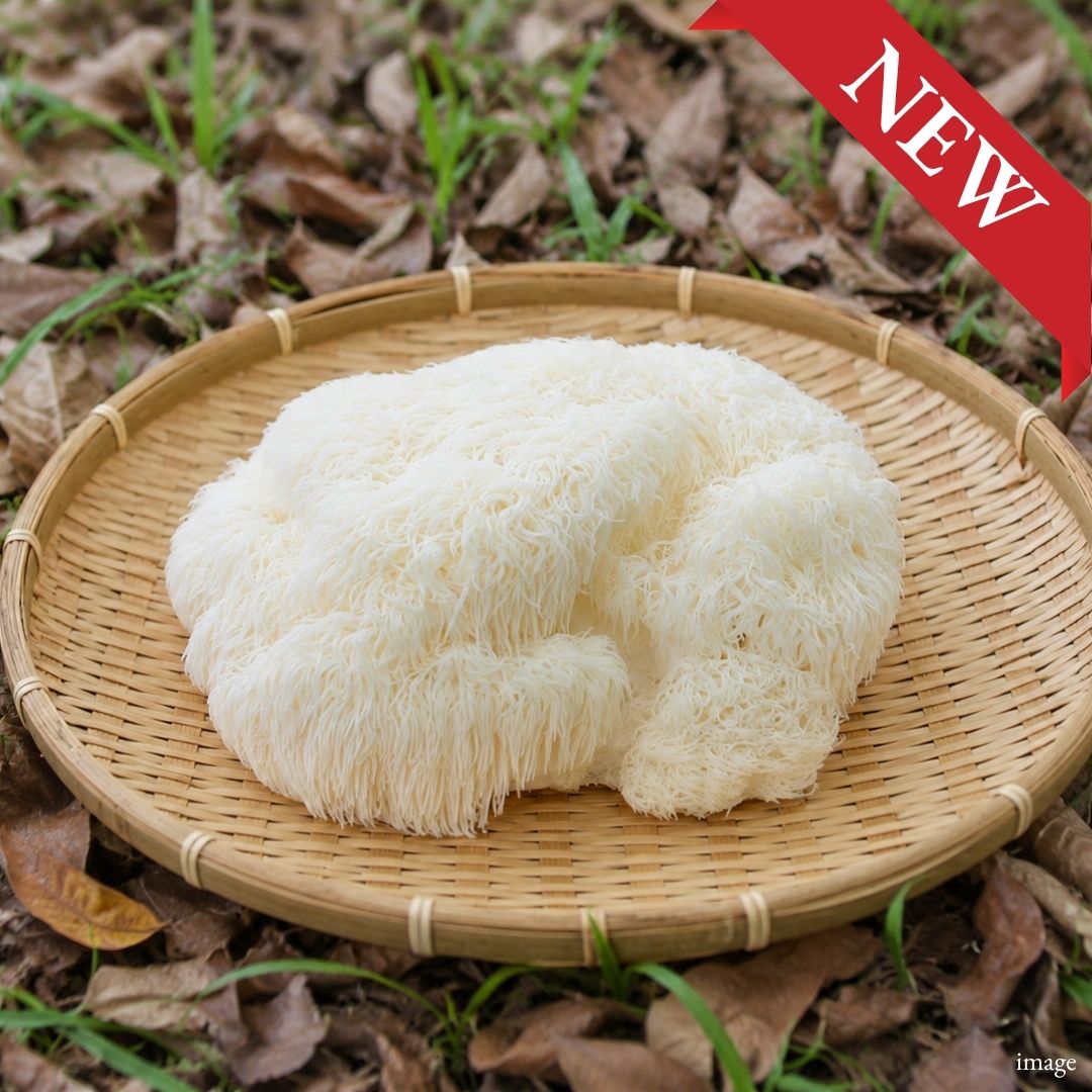 Yamabushitake (Lion’s Mane Mushroom), 100g / 1 Pack, [Nagano Fair 2026] | Delivery: 18th–19th Sep - TFD (Tokyo Fresh Direct)