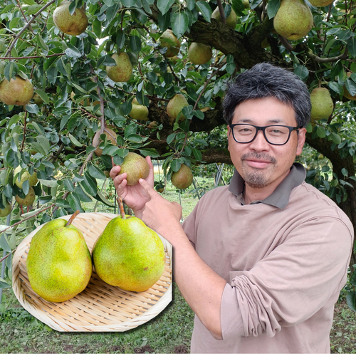 "Yamagata La France (Farm-Direct)", The “Queen of Western Pears,” Silky-Melting & Richly Fragrant, Approx.400g(2pcs) | Delivery: 16th~17th Oct - TFD (Tokyo Fresh Direct)
