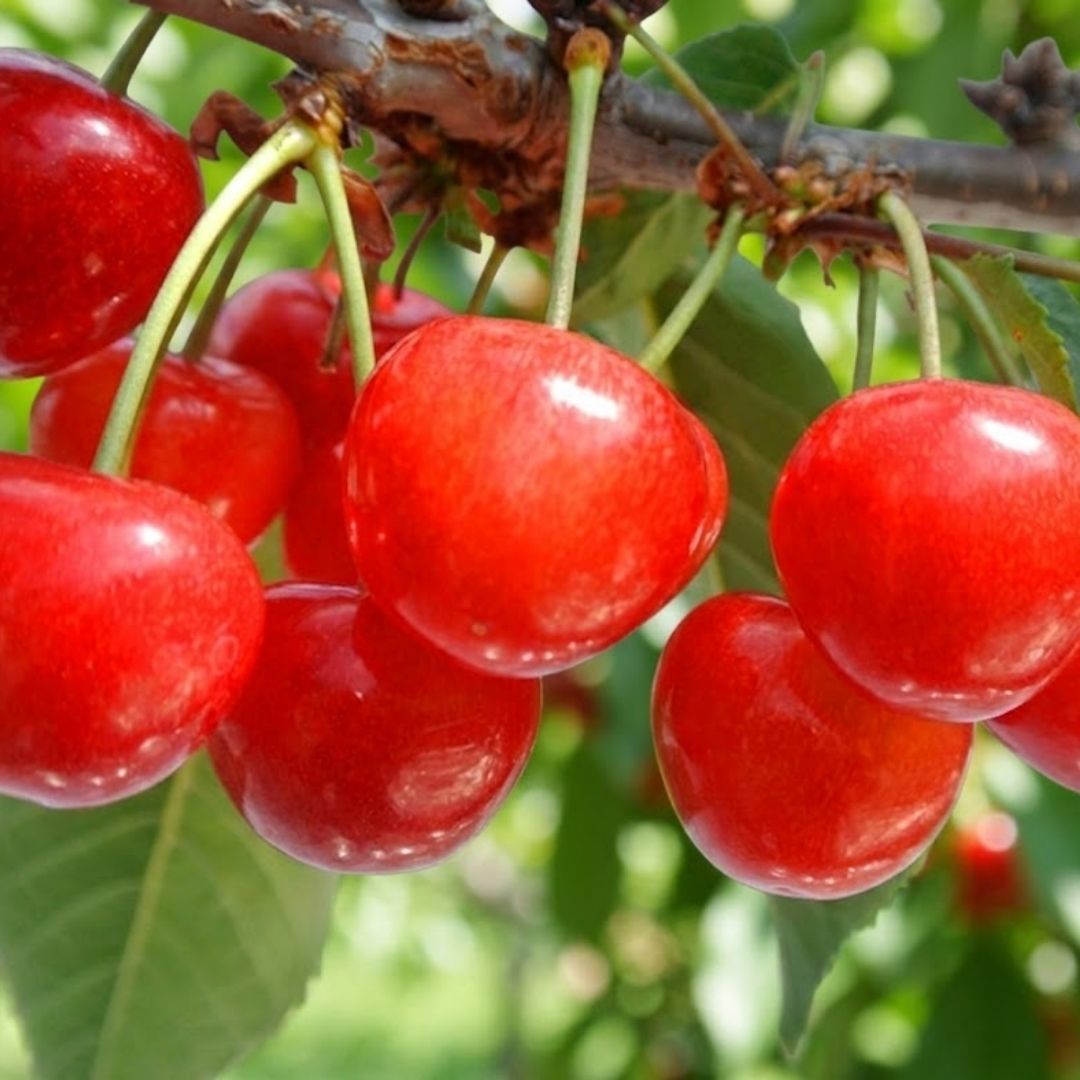 Yamagata Premium Sato Nishiki Cherry 500g Gift Box – Finest Japanese Cherry | Seasonal Luxury Fruit | Limited Selection | Delivery: 10th - 11th Apr - TFD (Tokyo Fresh Direct)