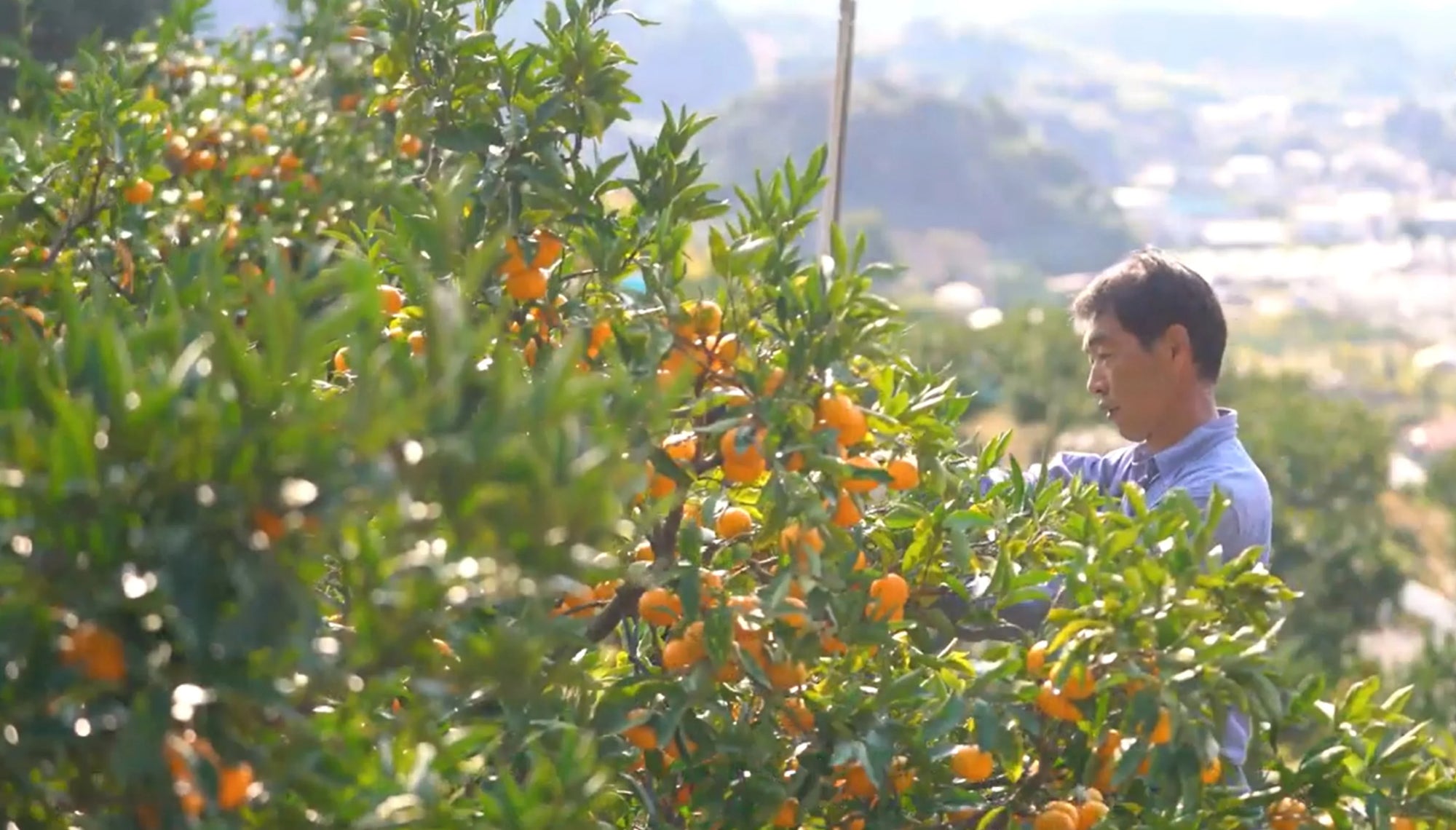 yamakita-mikan-picking-scene-1636640903842.webp__PID:3649c49f-9878-43a0-a146-8c9bede930d0