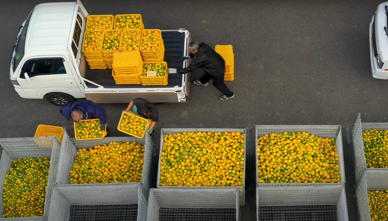 yuzu-kochi-1636684413960 (1).webp__PID:7a1cfd3b-8f61-40dc-ad05-9bb11b4f6b7e