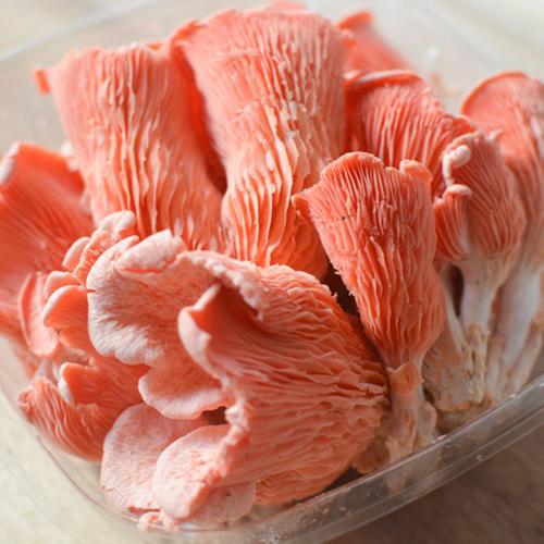 Toki-iro Hiratake (oyster mushroom)