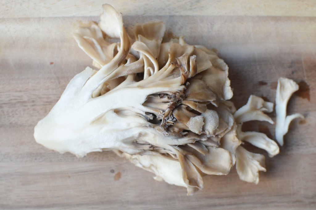 Maitake mushroom