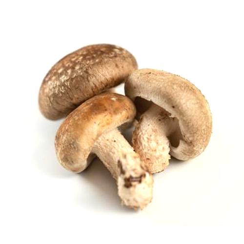 Shiitake mushroom