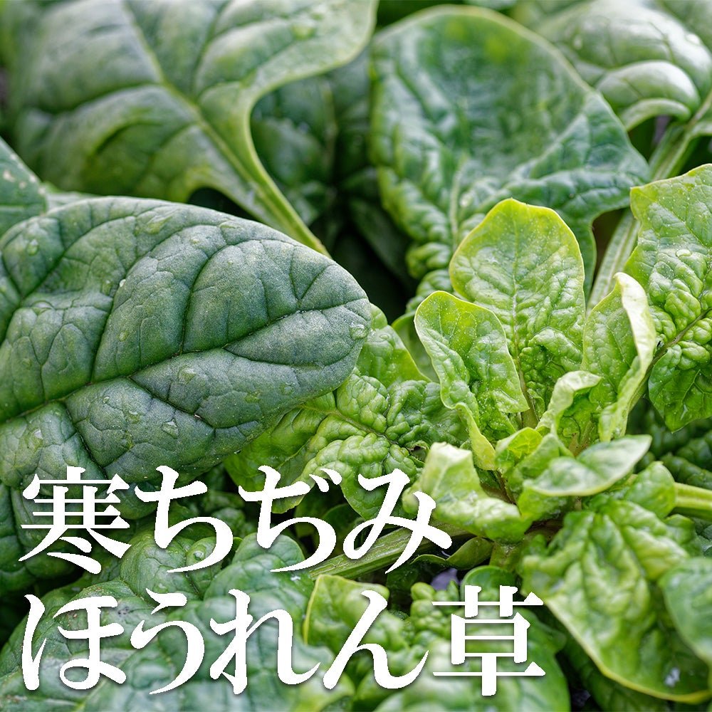 Chijimi Horenso (Spinach) - Tokyo Fresh Direct