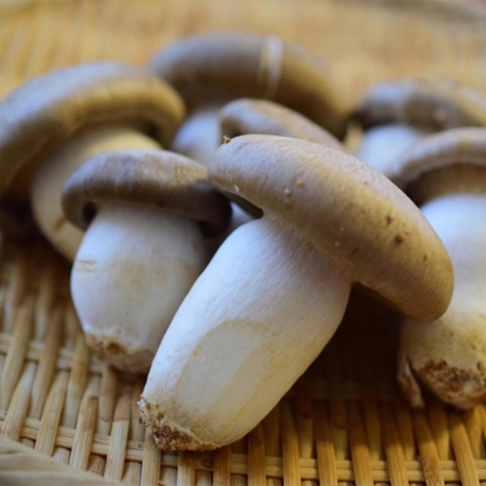 Daikoku (Hon) shimeji mushroom - Tokyo Fresh Direct