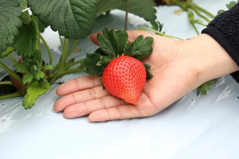 Kochi Premium Okimi Strawberry 2-pack Set - Tokyo Fresh Direct