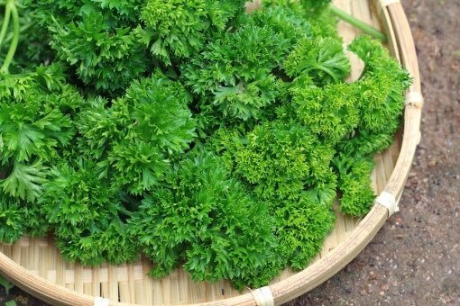 Organic Parsley - Tokyo Fresh Direct